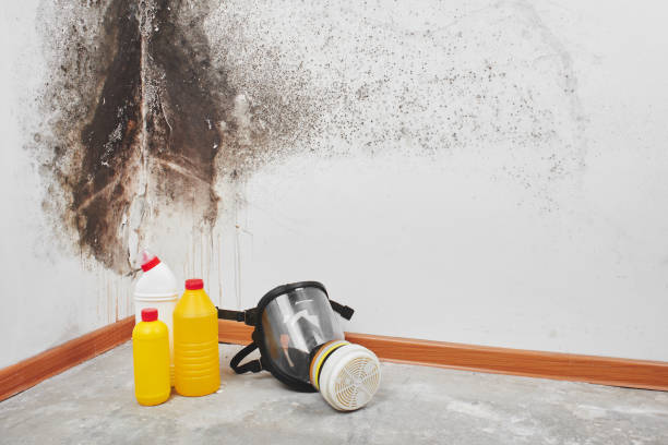 Best Toxic Mold Removal  in Syracuse, UT