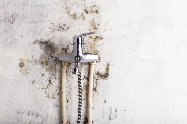 Best Commercial Mold Removal  in Syracuse, UT