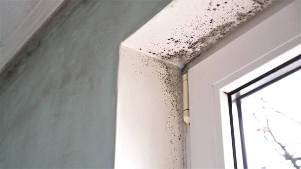 Best Mold Removal Company Near Me  in Syracuse, UT