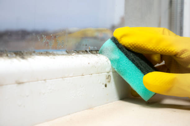 Best Toxic Mold Removal  in Syracuse, UT