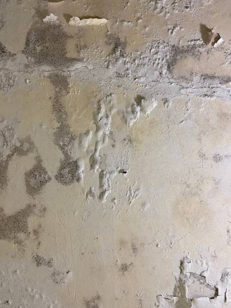 Best Mold Testing  in Syracuse, UT