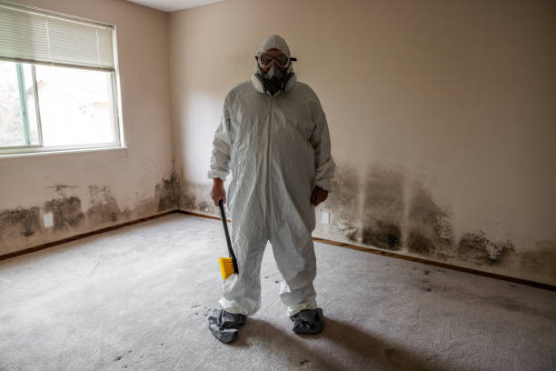 Best Attic Mold Removal  in Syracuse, UT
