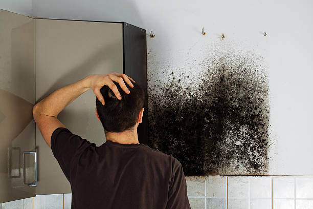 Best Affordable Mold Removal  in Syracuse, UT