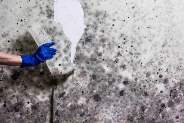 Best Emergency Mold Removal  in Syracuse, UT