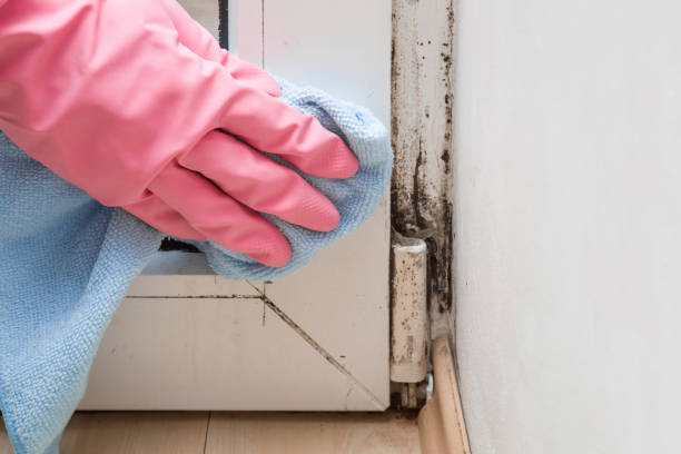 Best Mold Removal Company Near Me  in Syracuse, UT